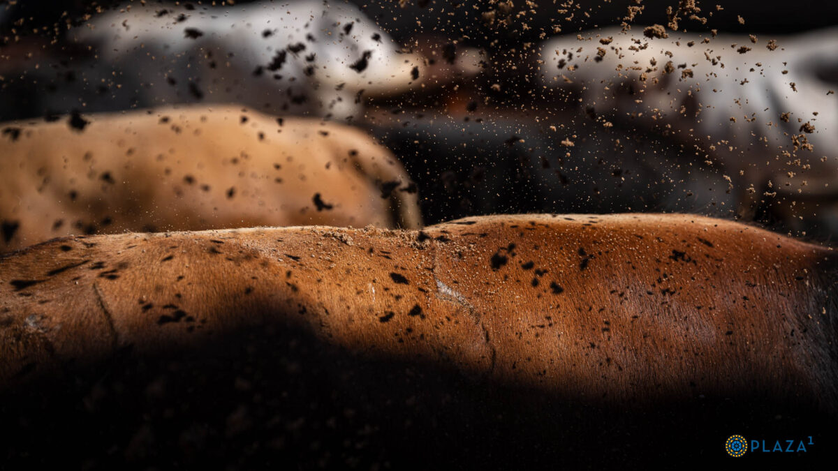 Detalles 06