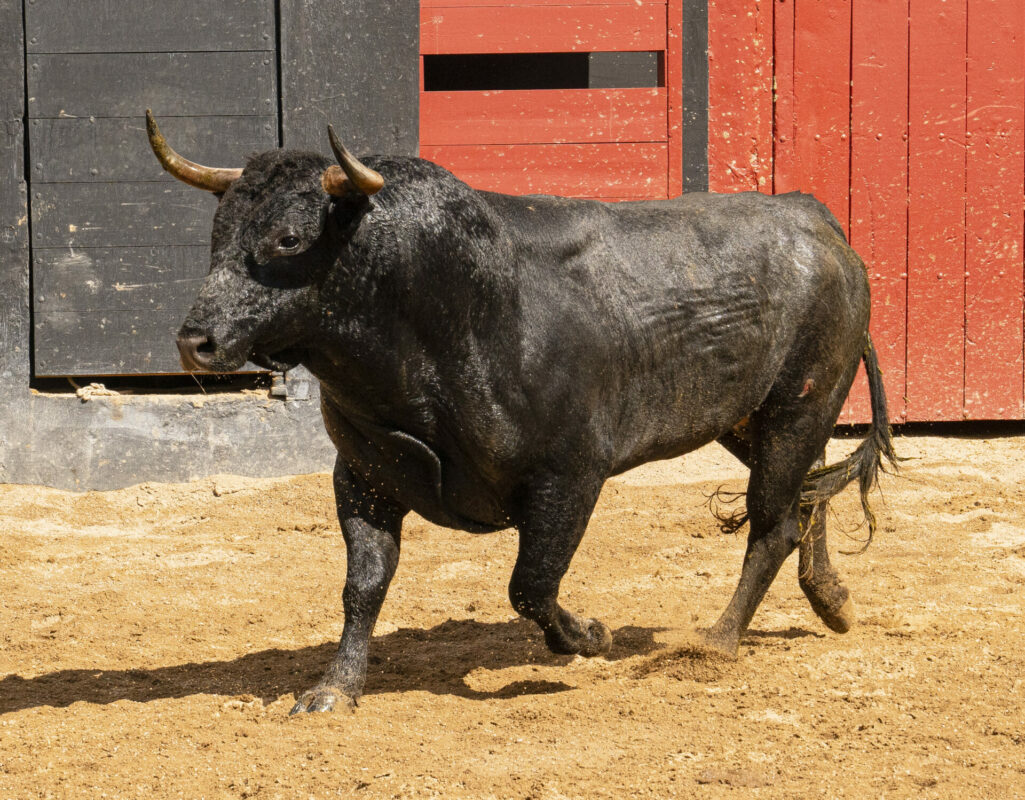 Toro 49