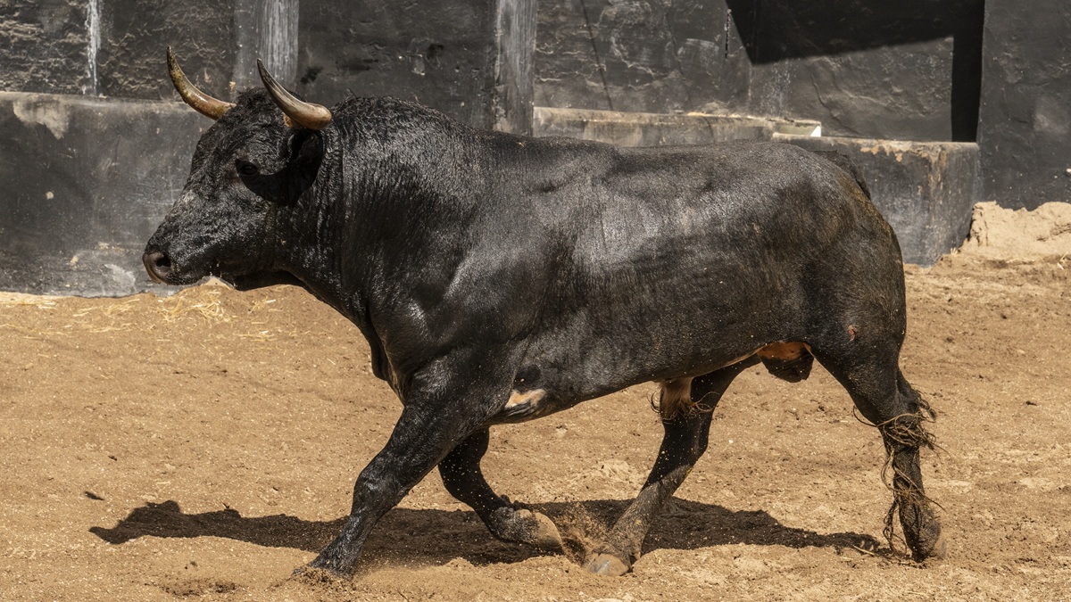 Toro 64 Copia