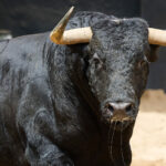 Toro De Santiago Domecq