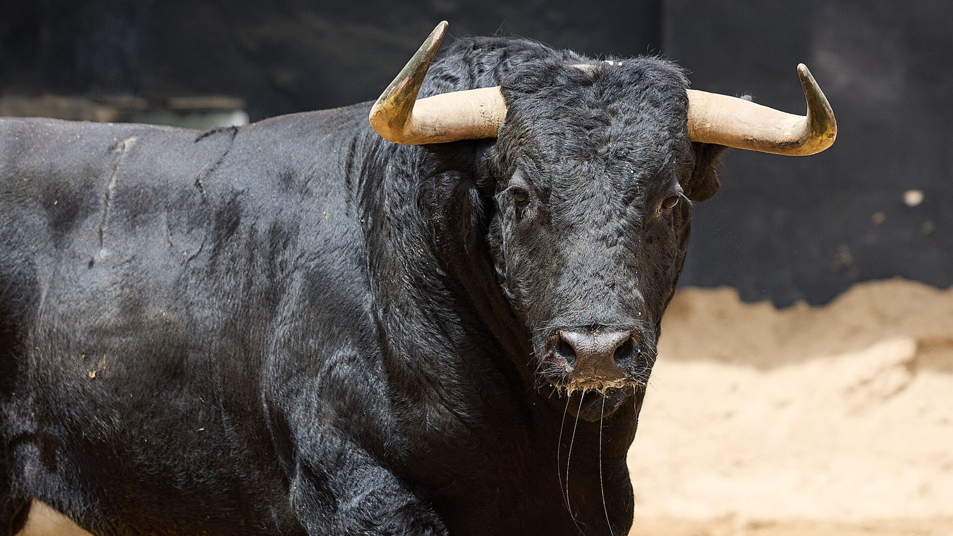 Toro De Santiago Domecq