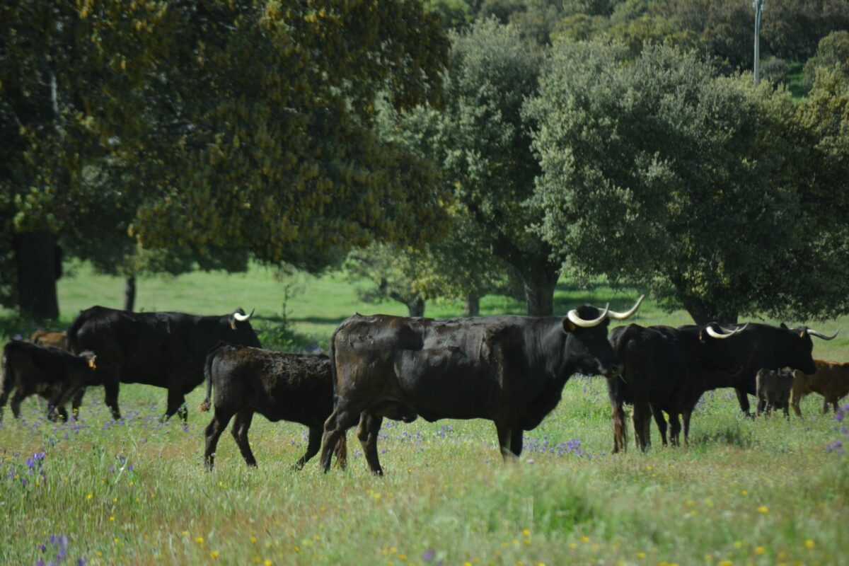 José Ignacio Charro: leyenda viva del campo bravo que guarda el eco de generaciones