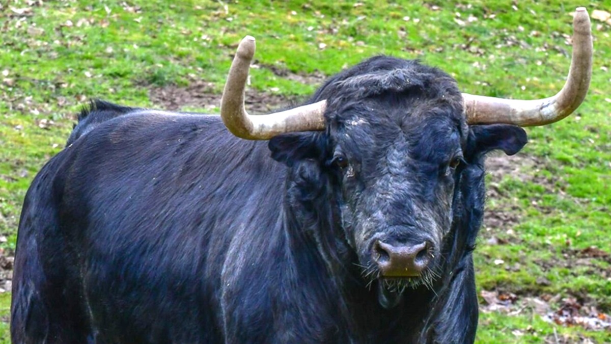 Endiosado Toro