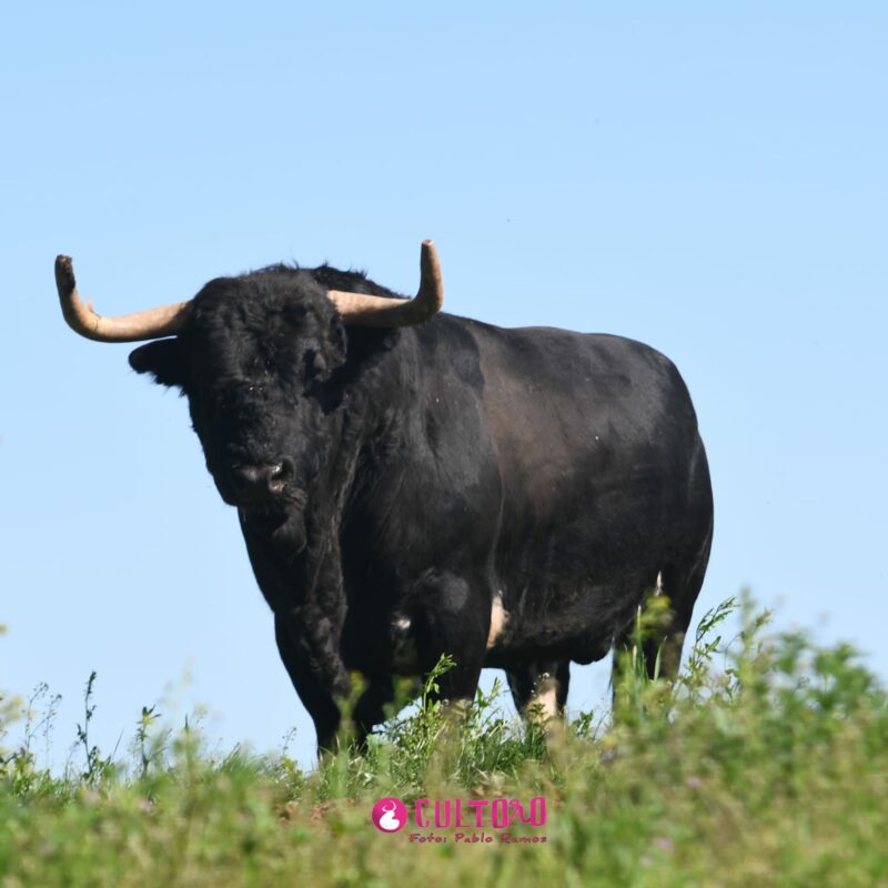Fraile Valdefresno (11)
