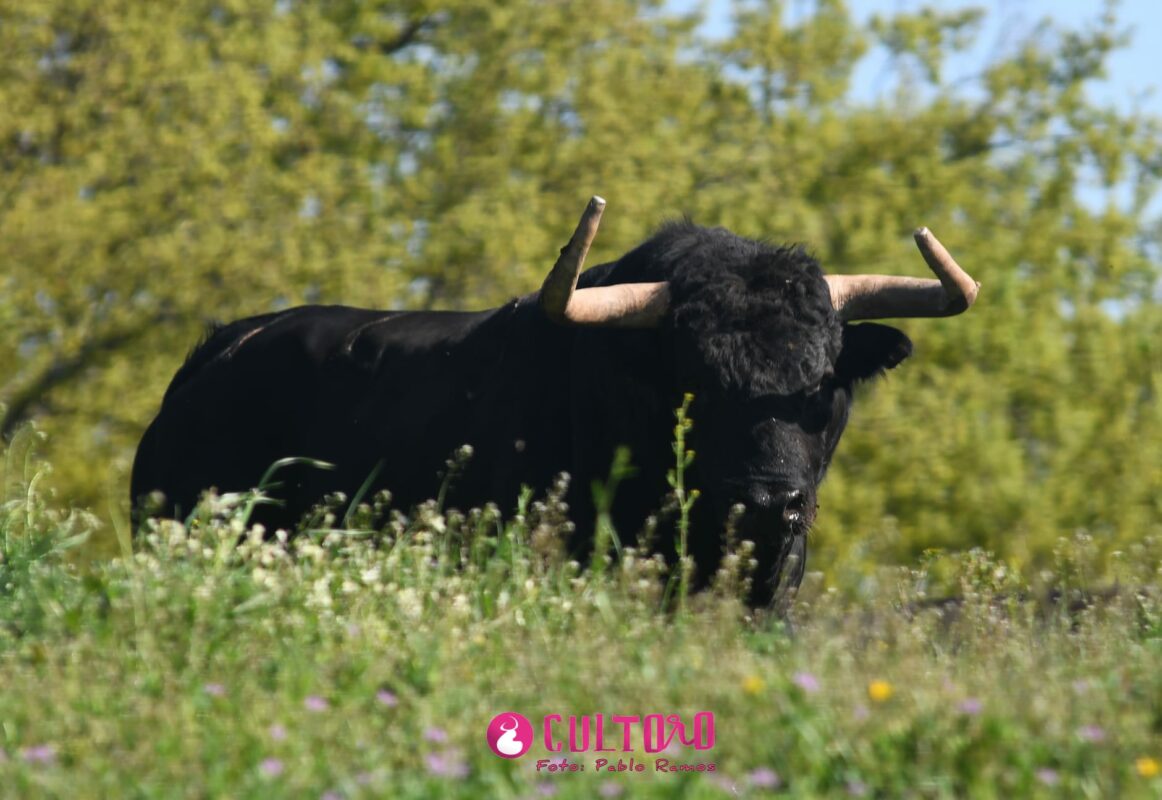 Fraile Valdefresno (12)