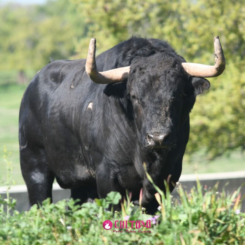 Fraile Valdefresno (15)