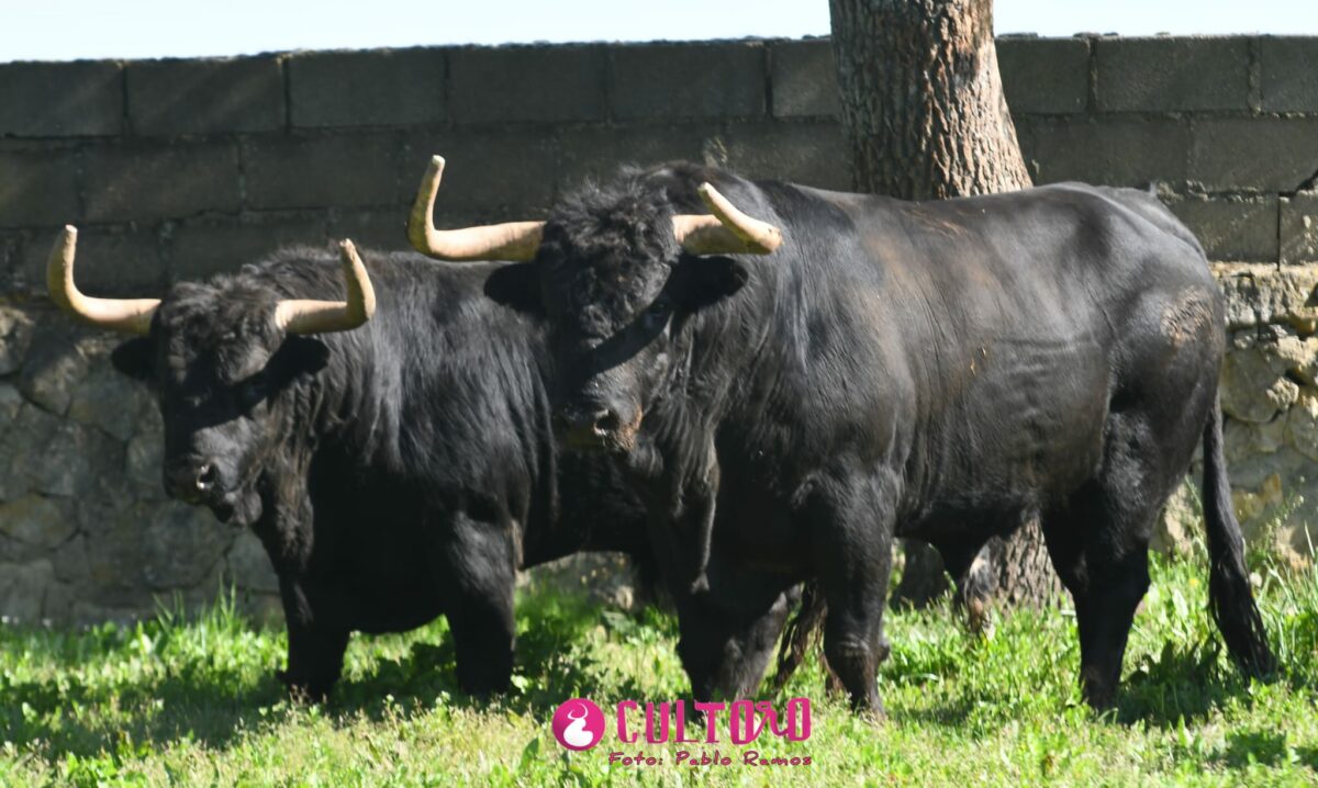 Fraile Valdefresno (17)