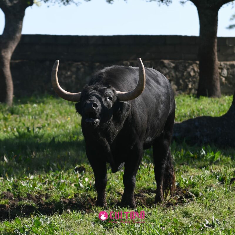 Fraile Valdefresno (18)