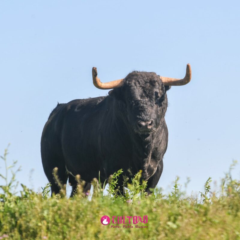 Fraile Valdefresno (19)