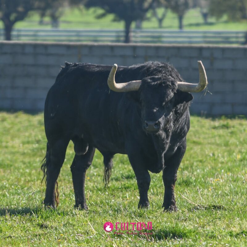 Fraile Valdefresno (21)