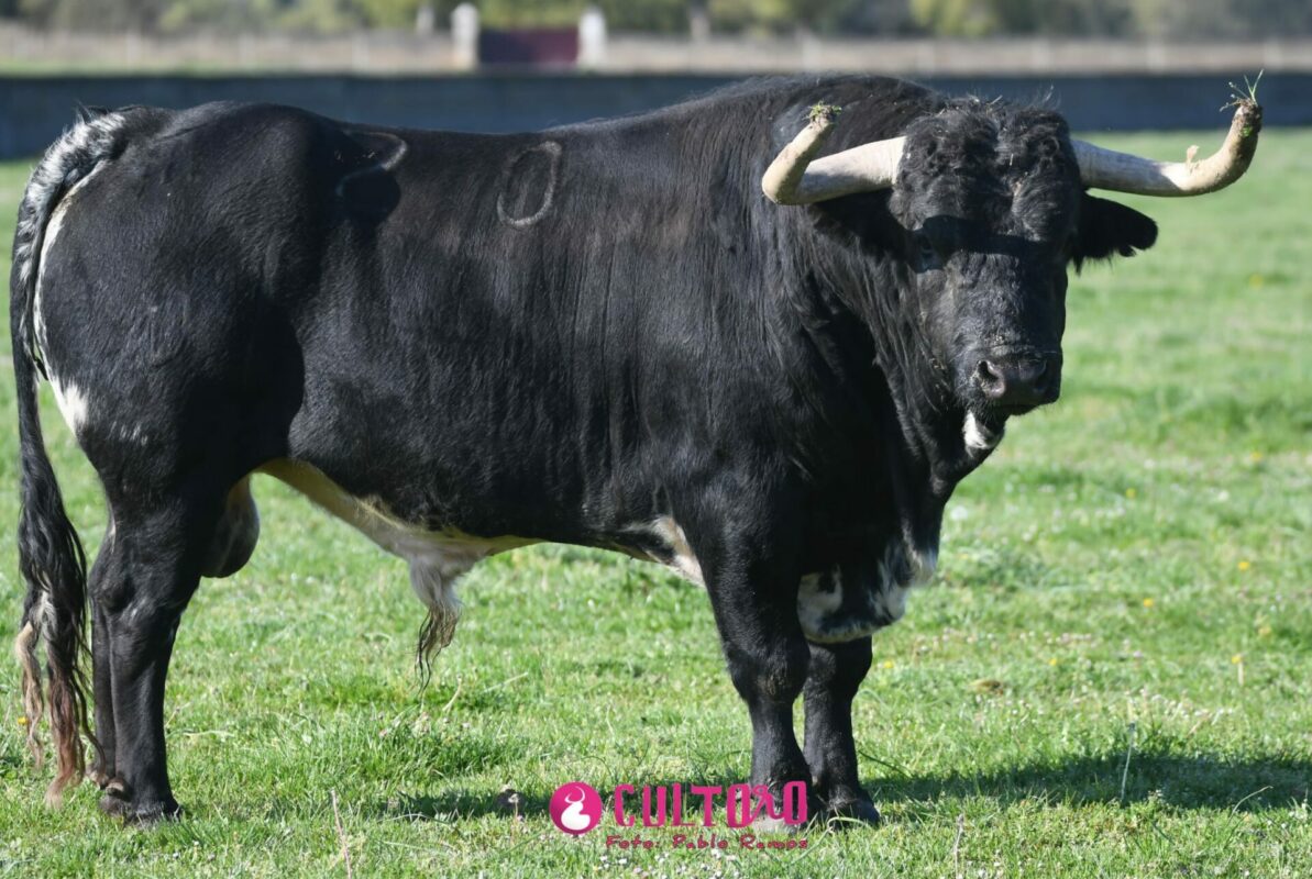 Fraile Valdefresno (25)