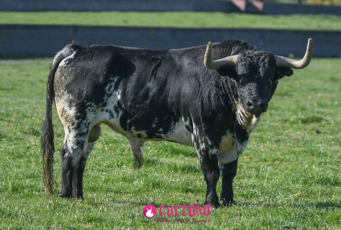 Fraile Valdefresno (26)
