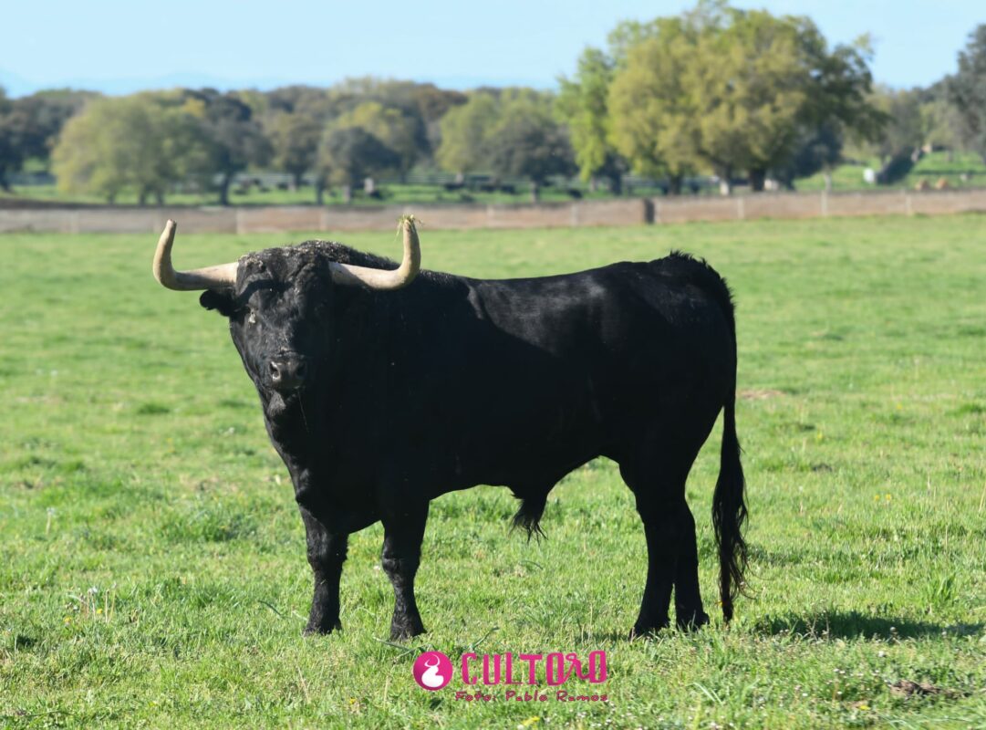 Fraile Valdefresno (27)