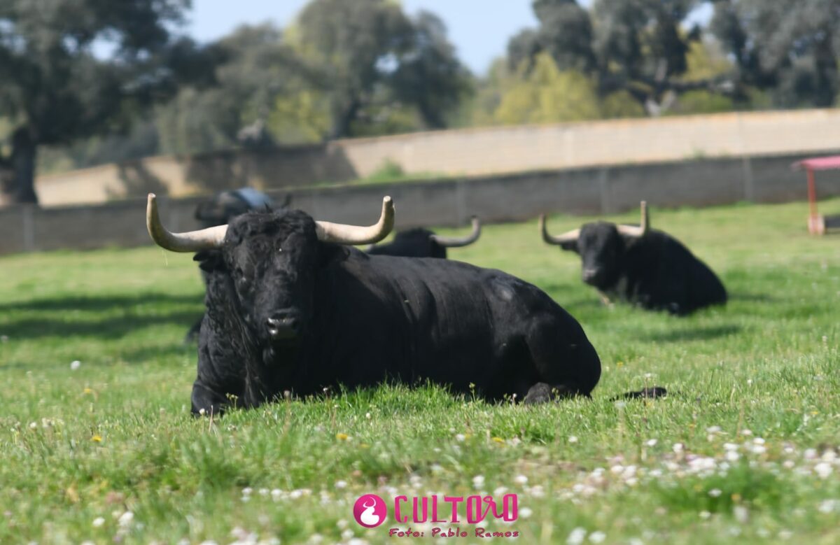 Fraile Valdefresno (3)