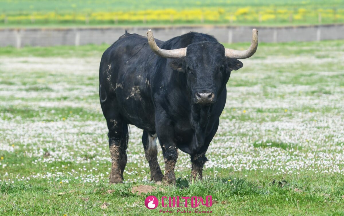 Fraile Valdefresno (5)