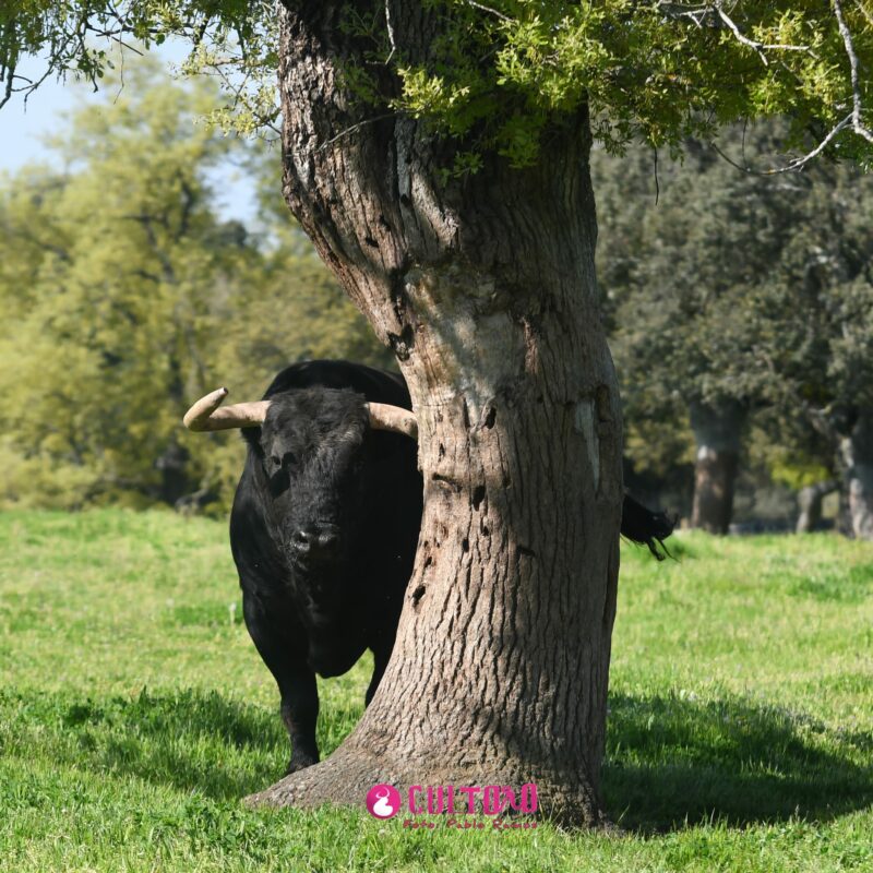 Fraile Valdefresno (9)