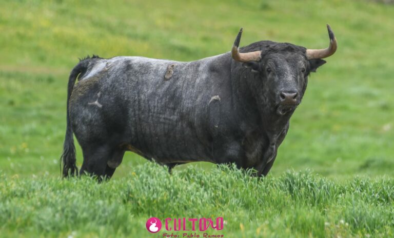 Los míticos toros de Hoyo de la Gitana ‘resucitan’ con nuevo nombre y dirección: renace una joya genética