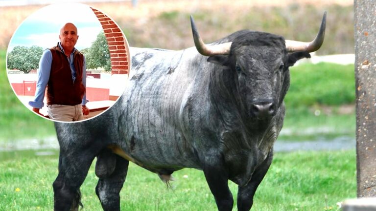 Los míticos toros de Hoyo de la Gitana vuelven a la batalla: renace una joya genética del campo bravo
