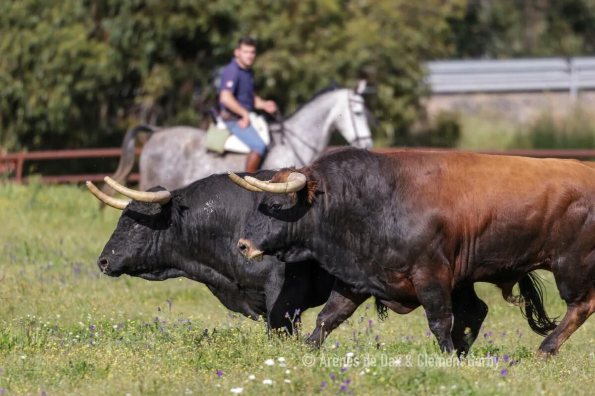 Juan Pedro (10)