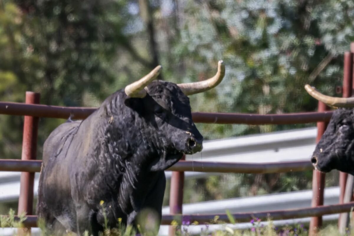 Juan Pedro (14)