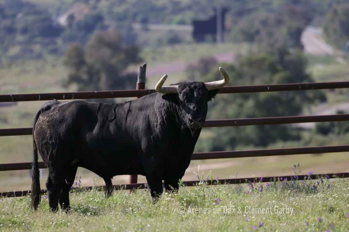 Juan Pedro (5)