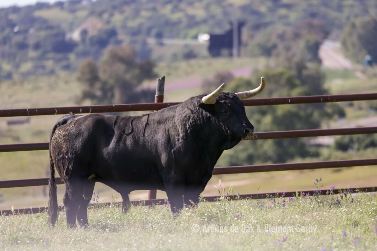 Juan Pedro (6)