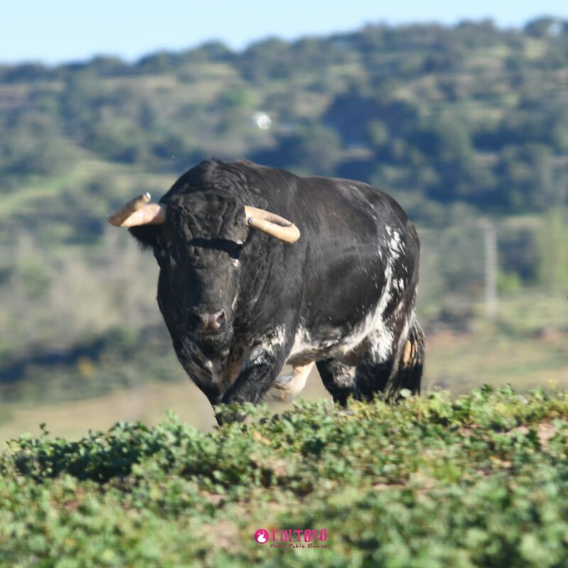 Juan Pedro Domecq (20)