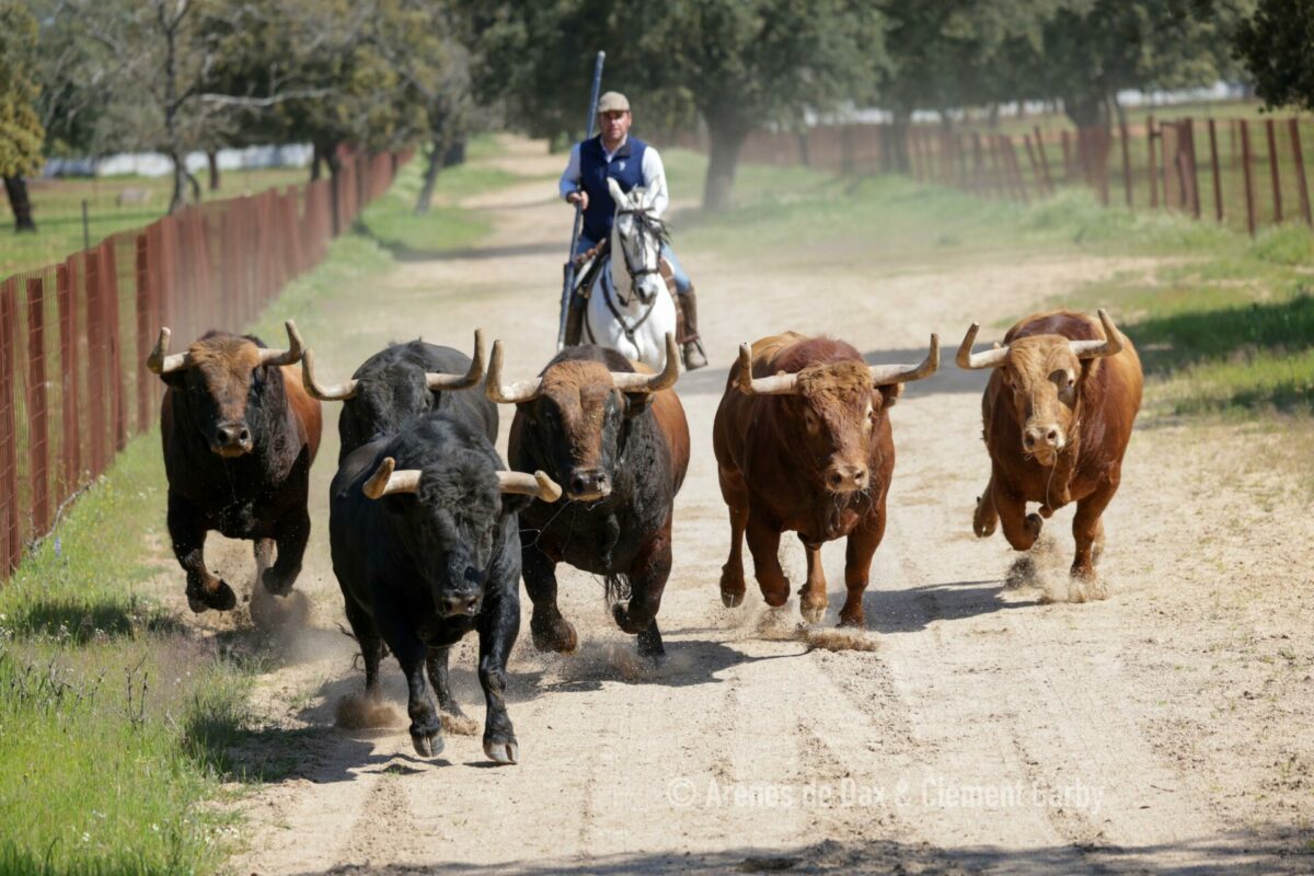 Pedraza (13)