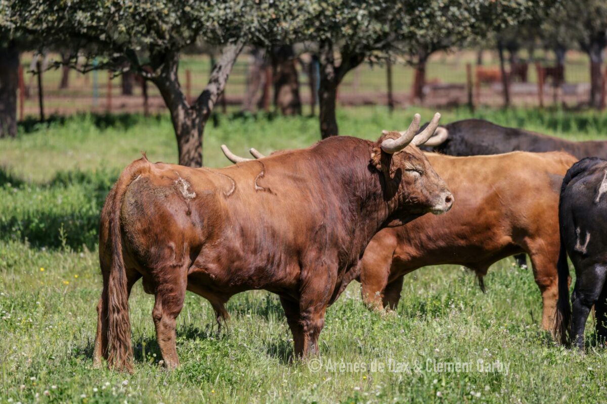 Pedraza (17)