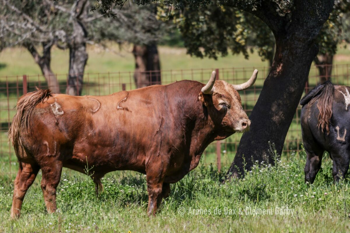Pedraza (18)