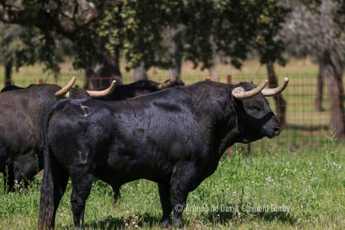 Pedraza (20)