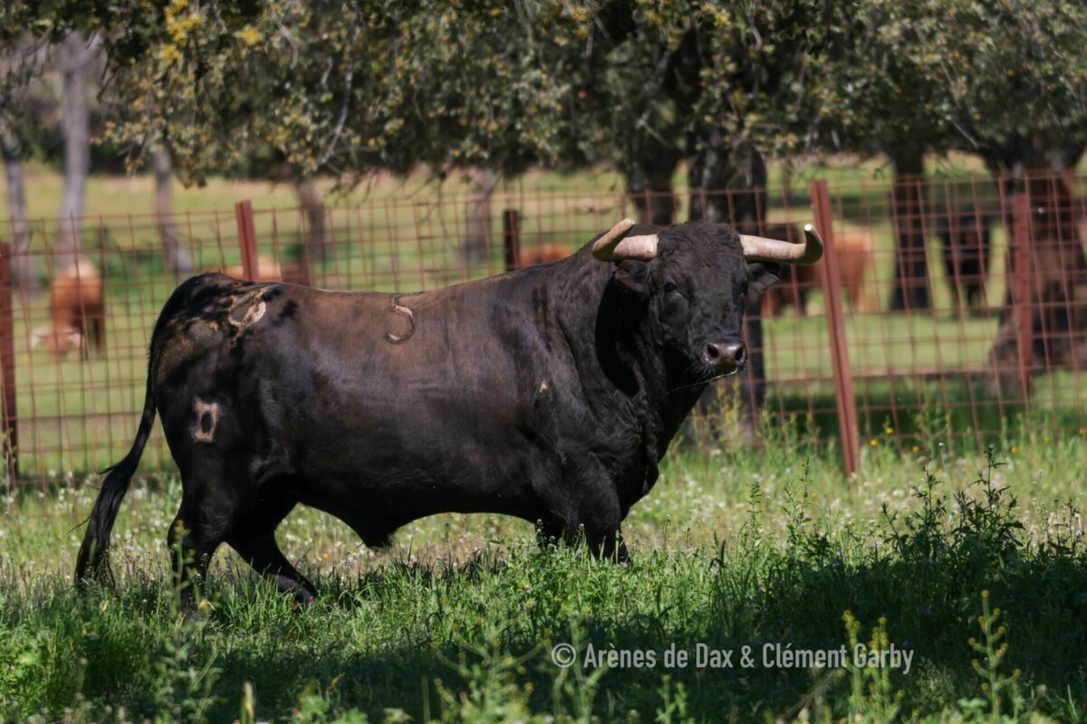 Pedraza (22)