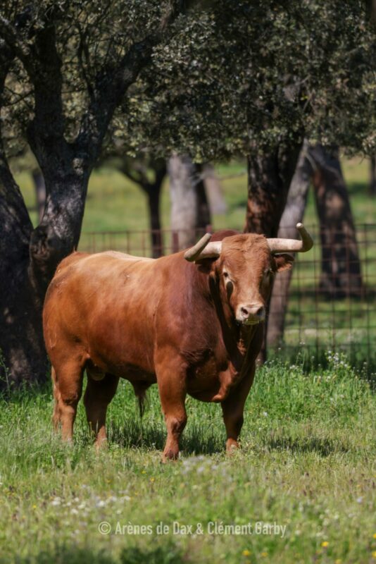 Pedraza (25)