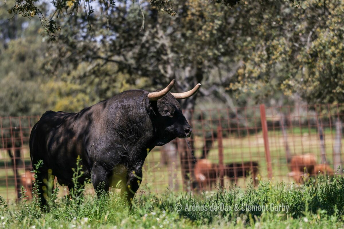 Pedraza (28)