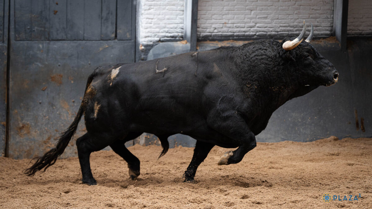 Pedraza (3)