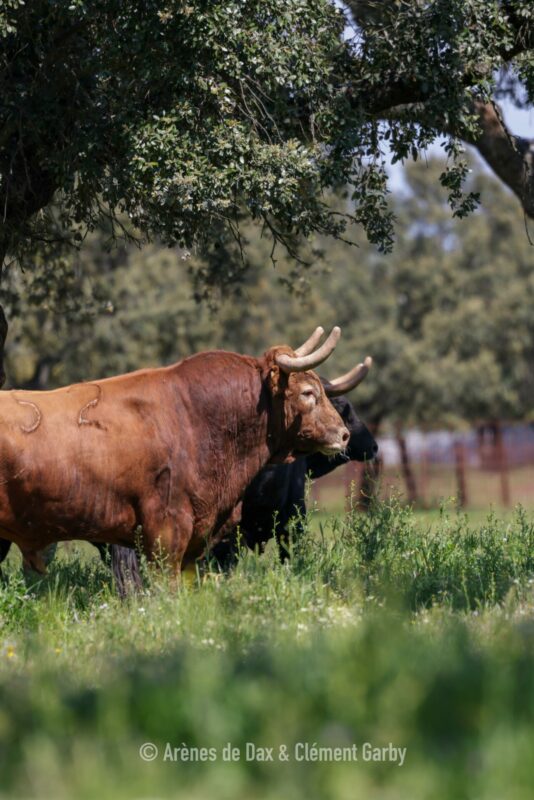 Pedraza (35)