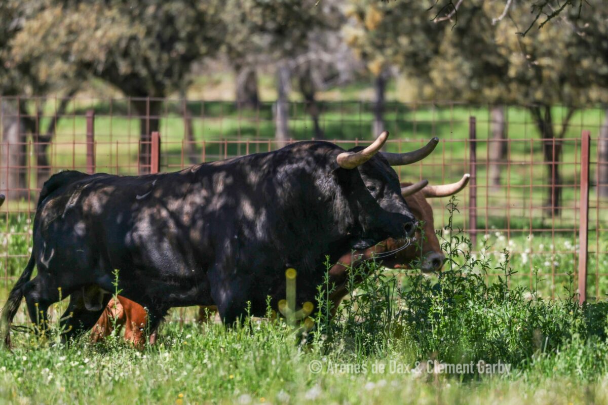 Pedraza (4)