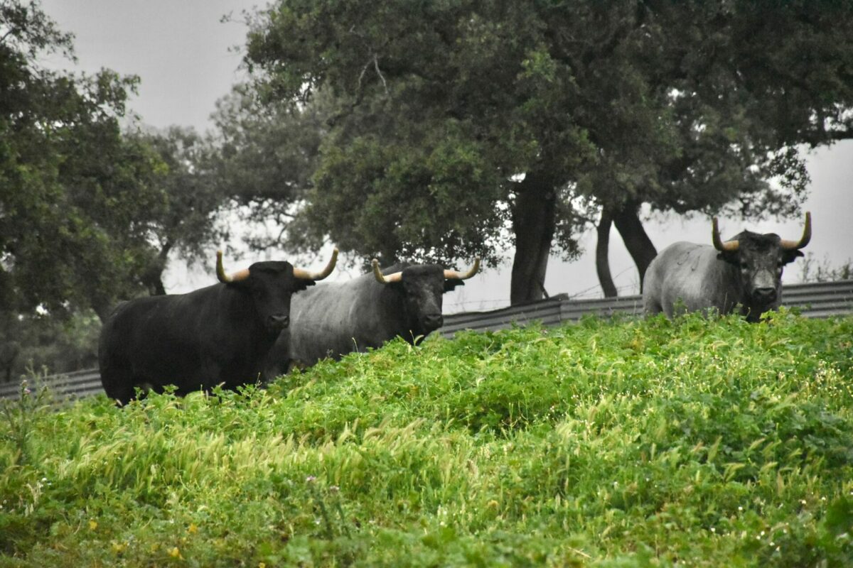 Saltillo (12)
