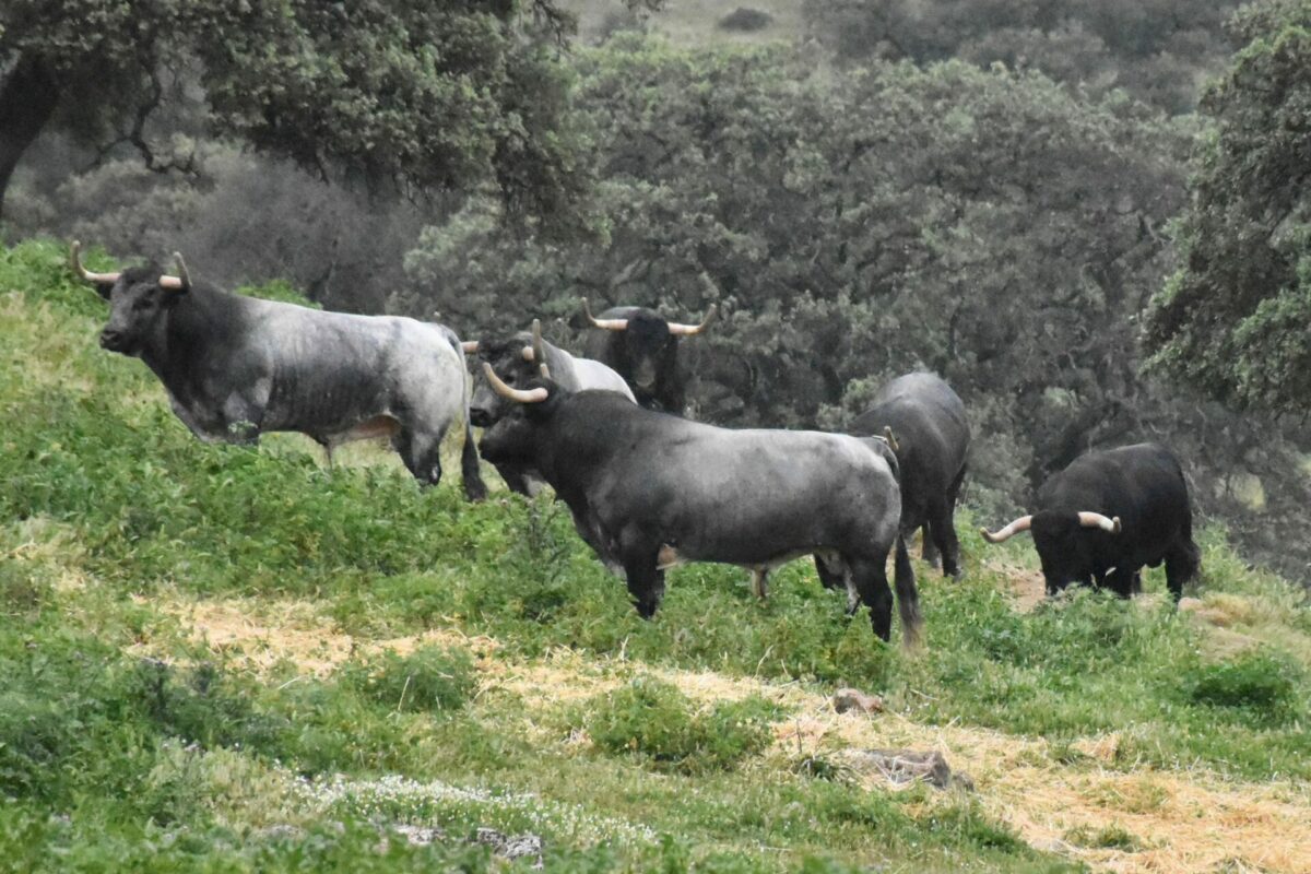 Saltillo (16)