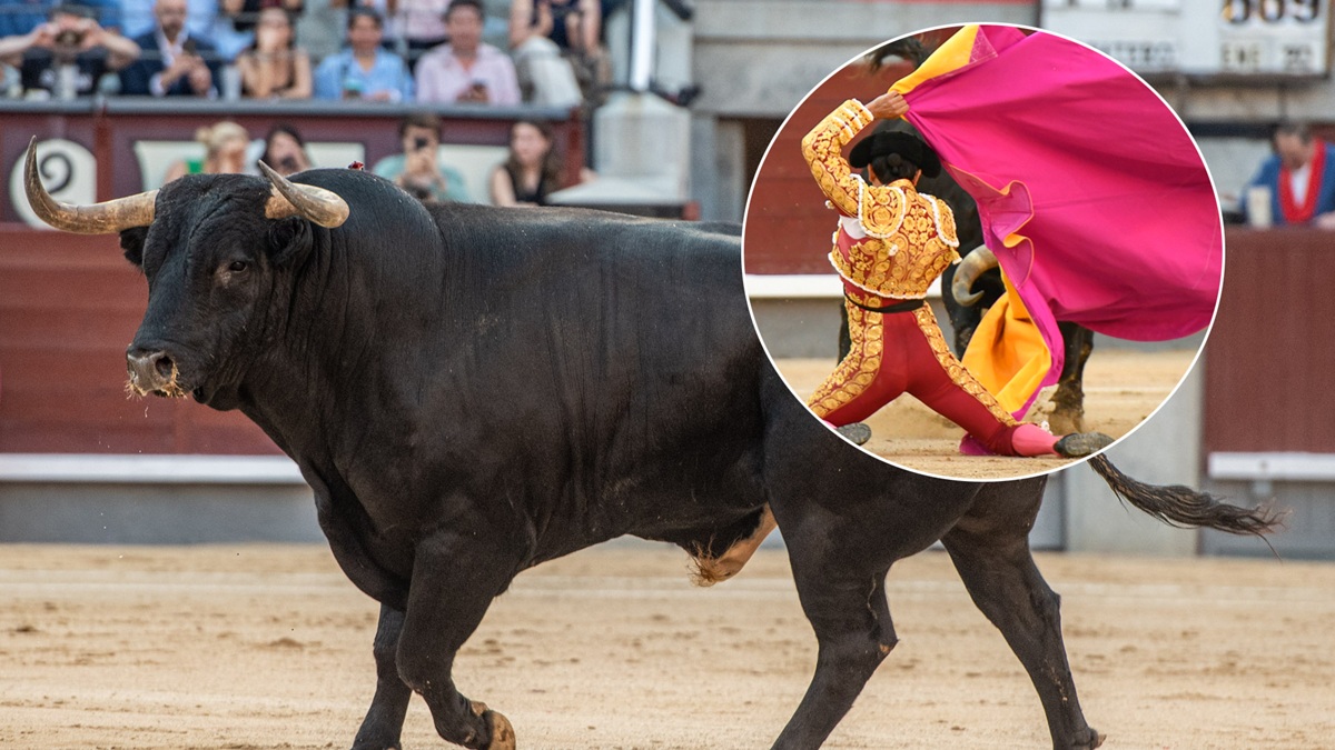 Toro Dolores