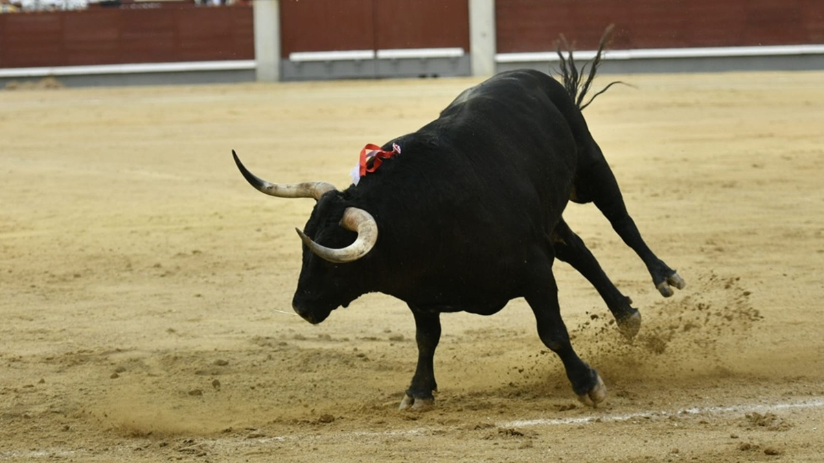 Toro Lesionado