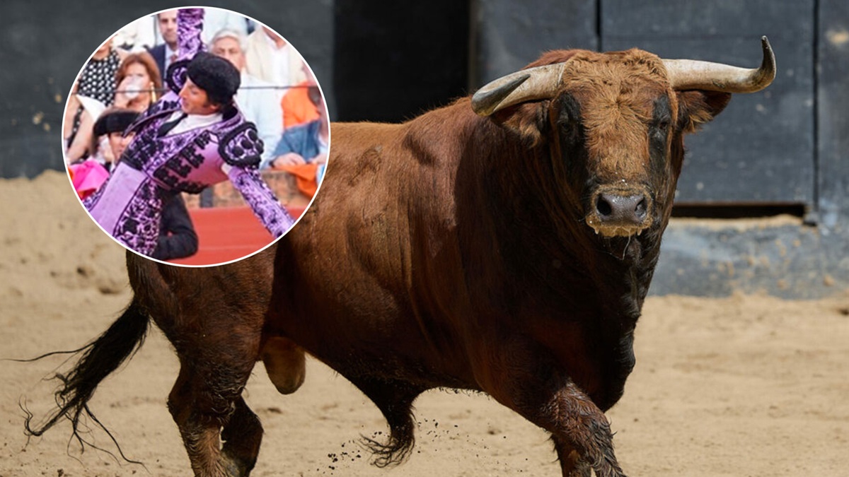 Toro Sevi