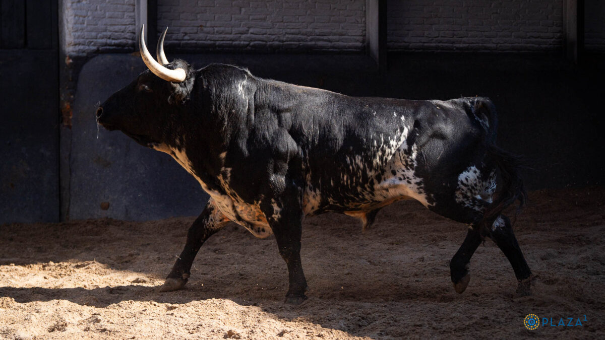 Toros 01