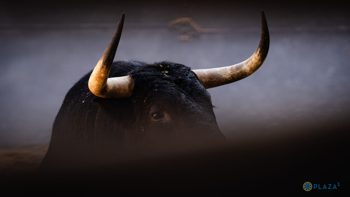 Toros 02