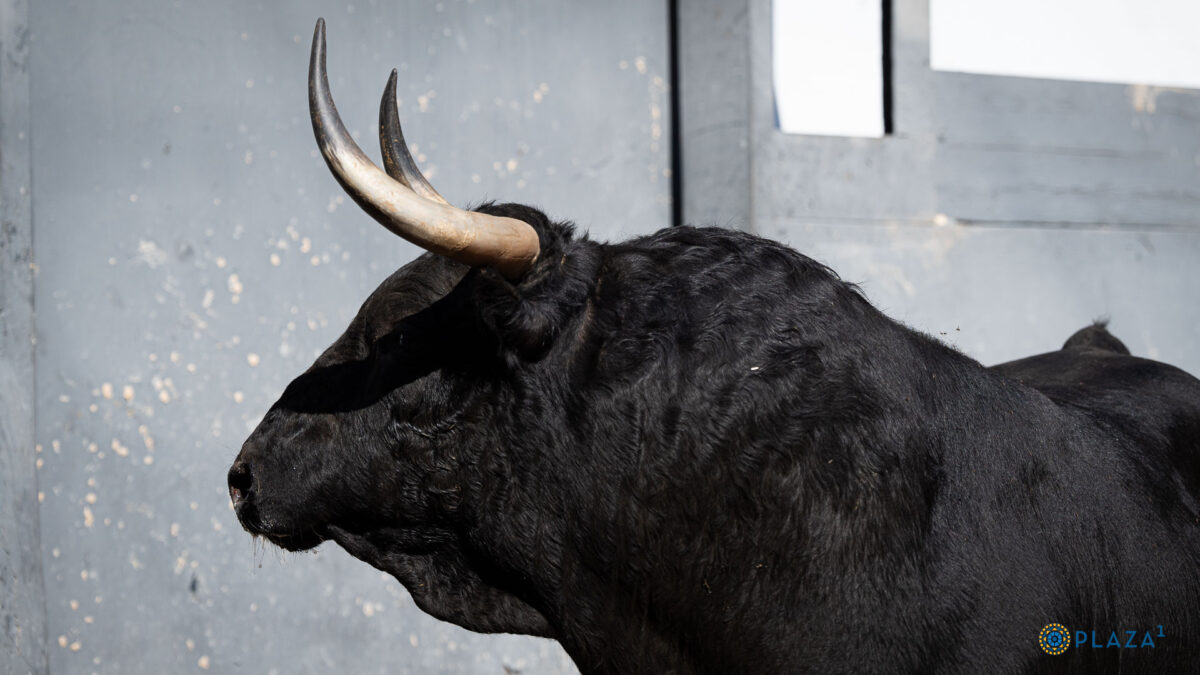 Toros 03