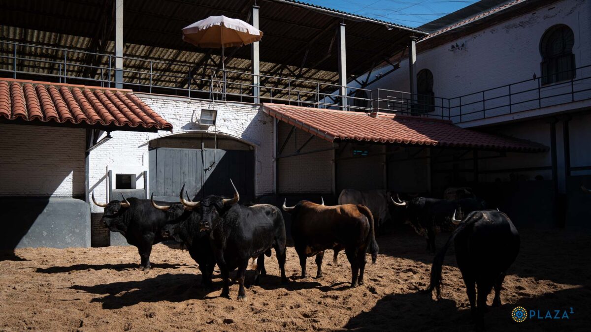 Toros 06