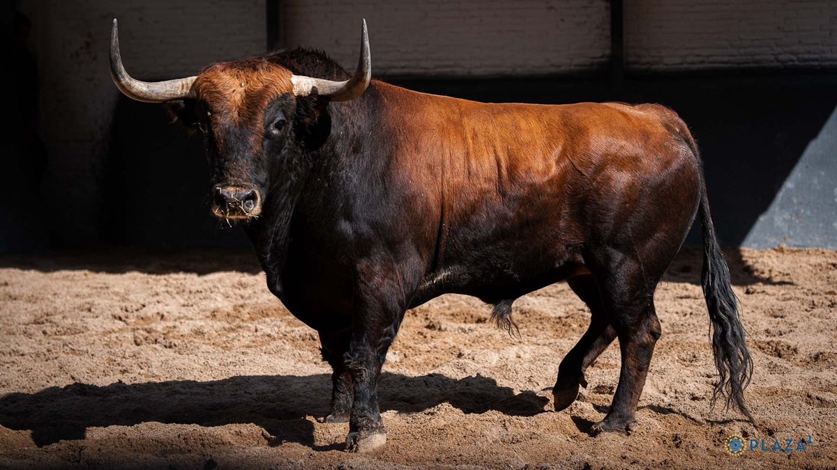 1º Chorlito, Nº23
