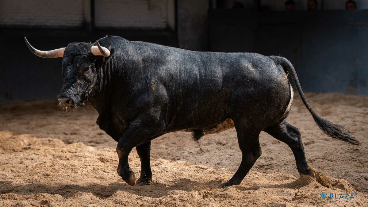 1º Tostonero, Nº77
