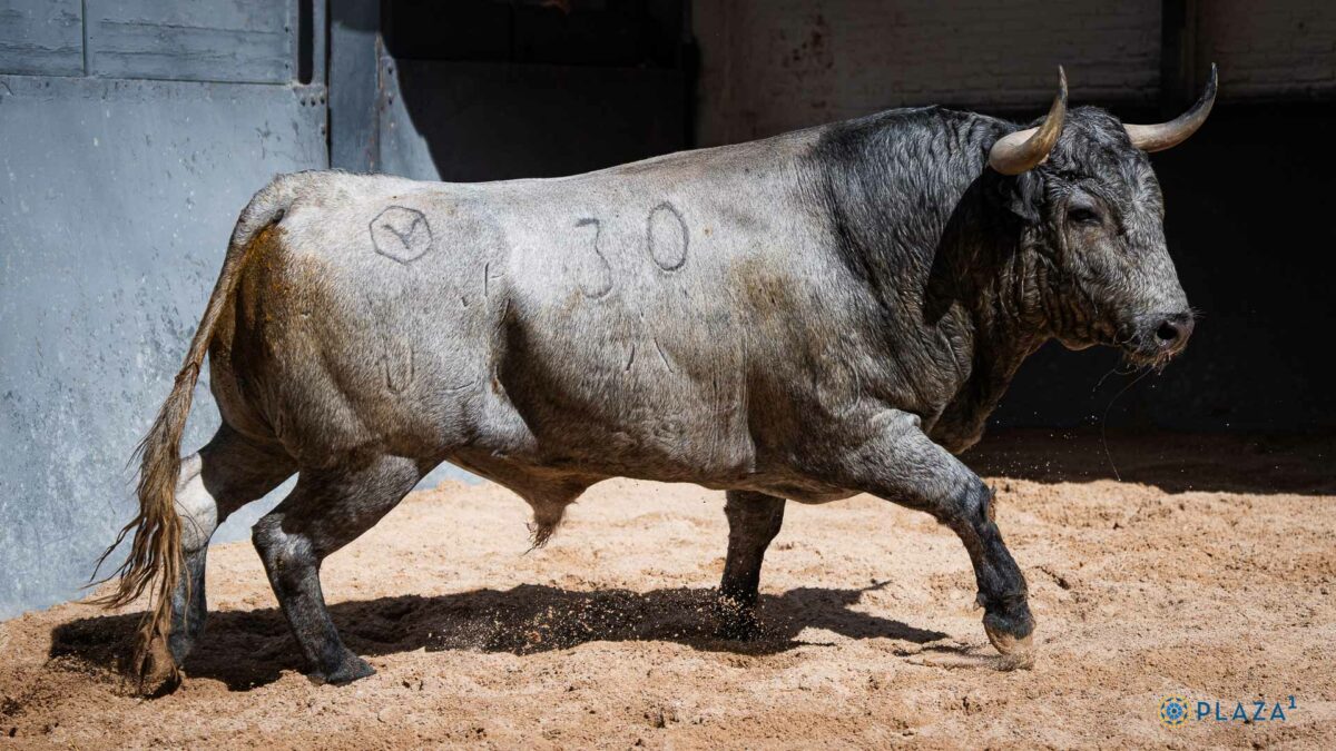 3º Baratero, Nº30