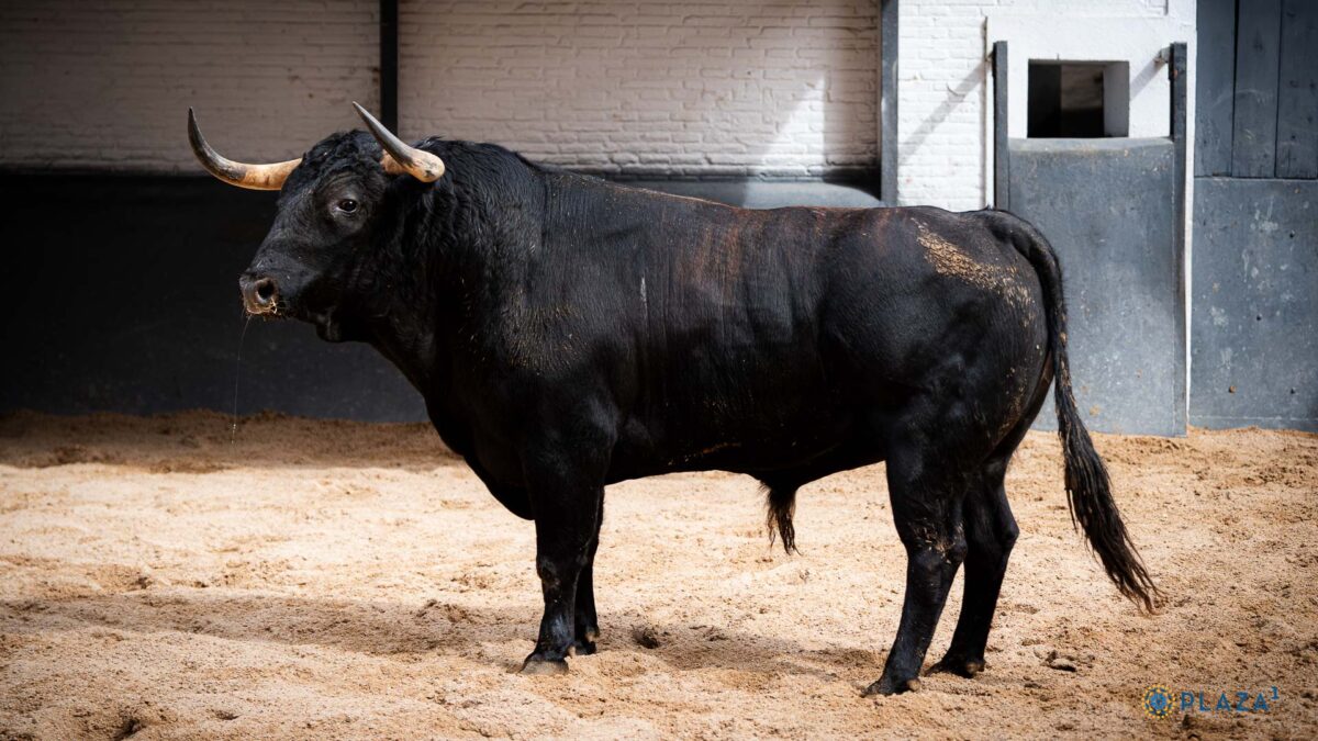 4º Bichino, Nº31